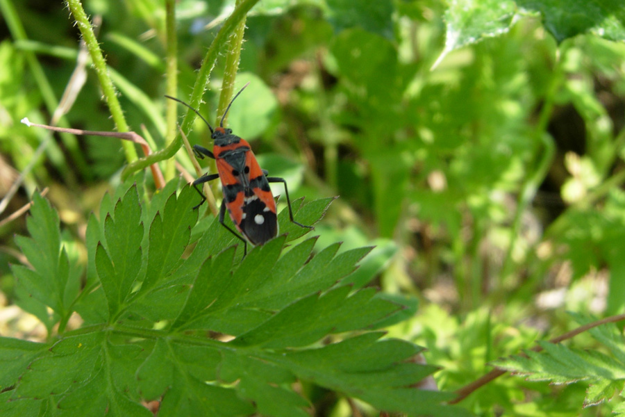 Stictopleurus,  Lygaeus & Lygaeosoma (Heteroptera)